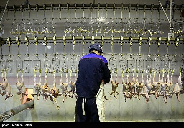 وزارت جهاد کشاورزی برای تولید گوشت مرغ فراخوان داد