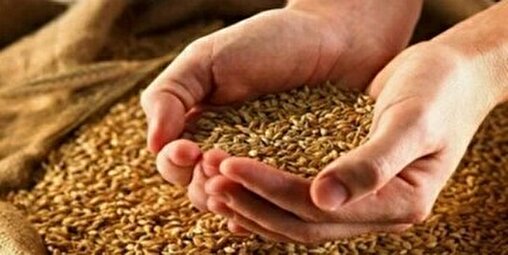 وزیر جهاد قیمت جدید گندم را اعلام کرد